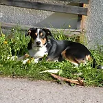 Haus Simma Dalaas